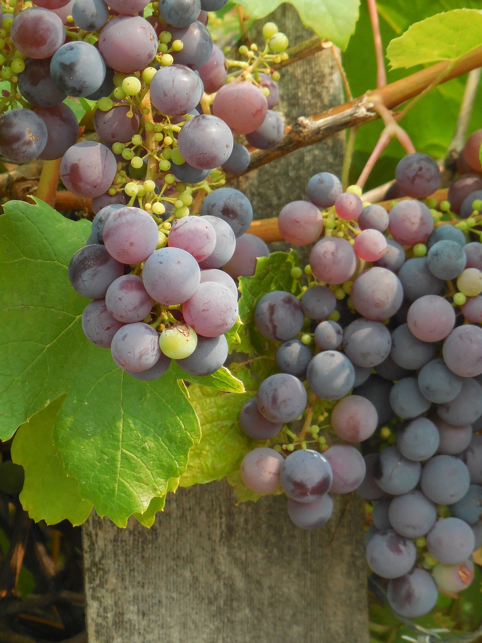 grapes  grapevine  vine free photo