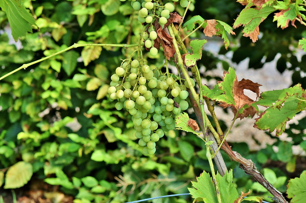 grapes  vine  fruit free photo