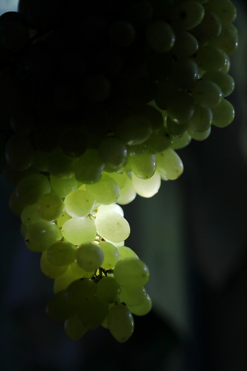 grapes  fruit  healthy free photo