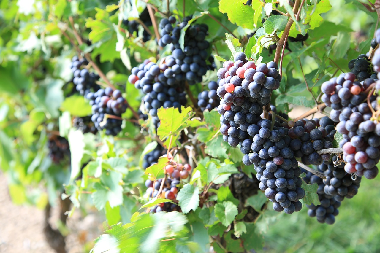 grapes  vineyard  the vine free photo