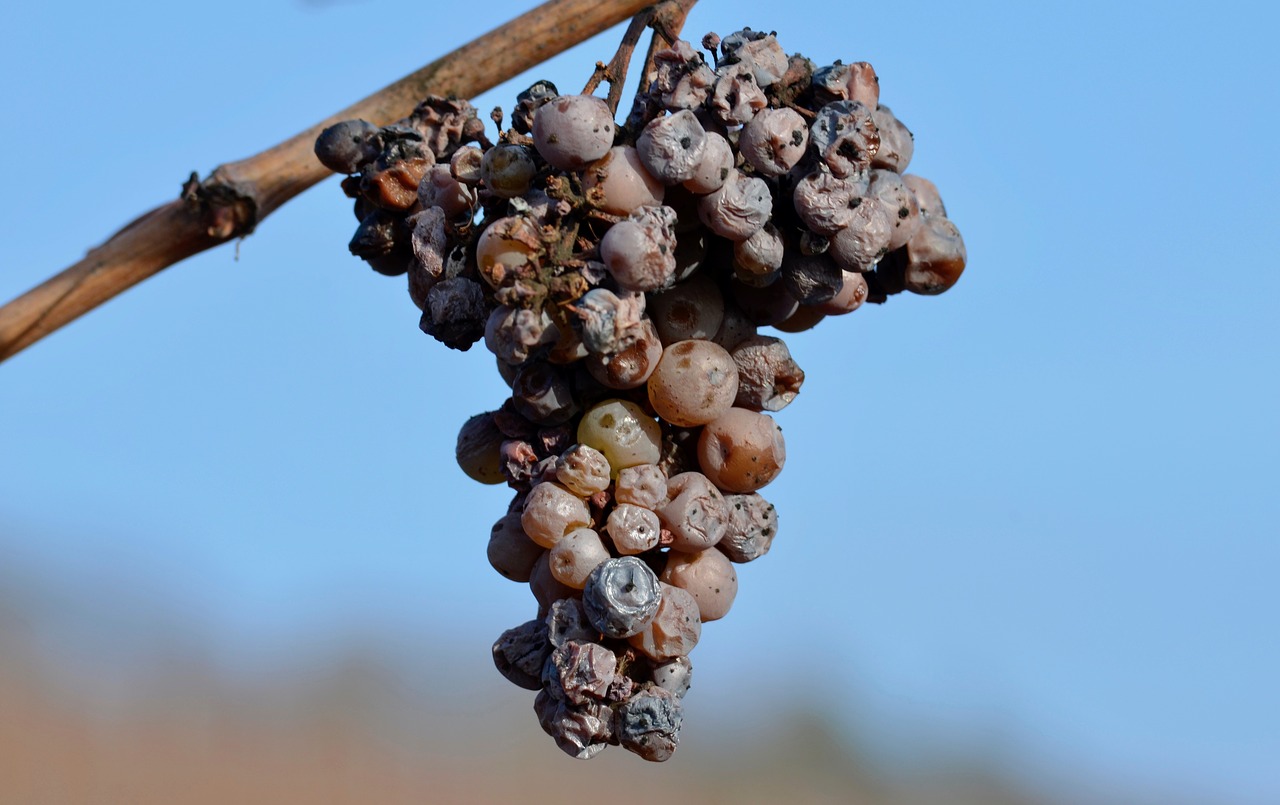 grapes  over ripe  noble rot free photo