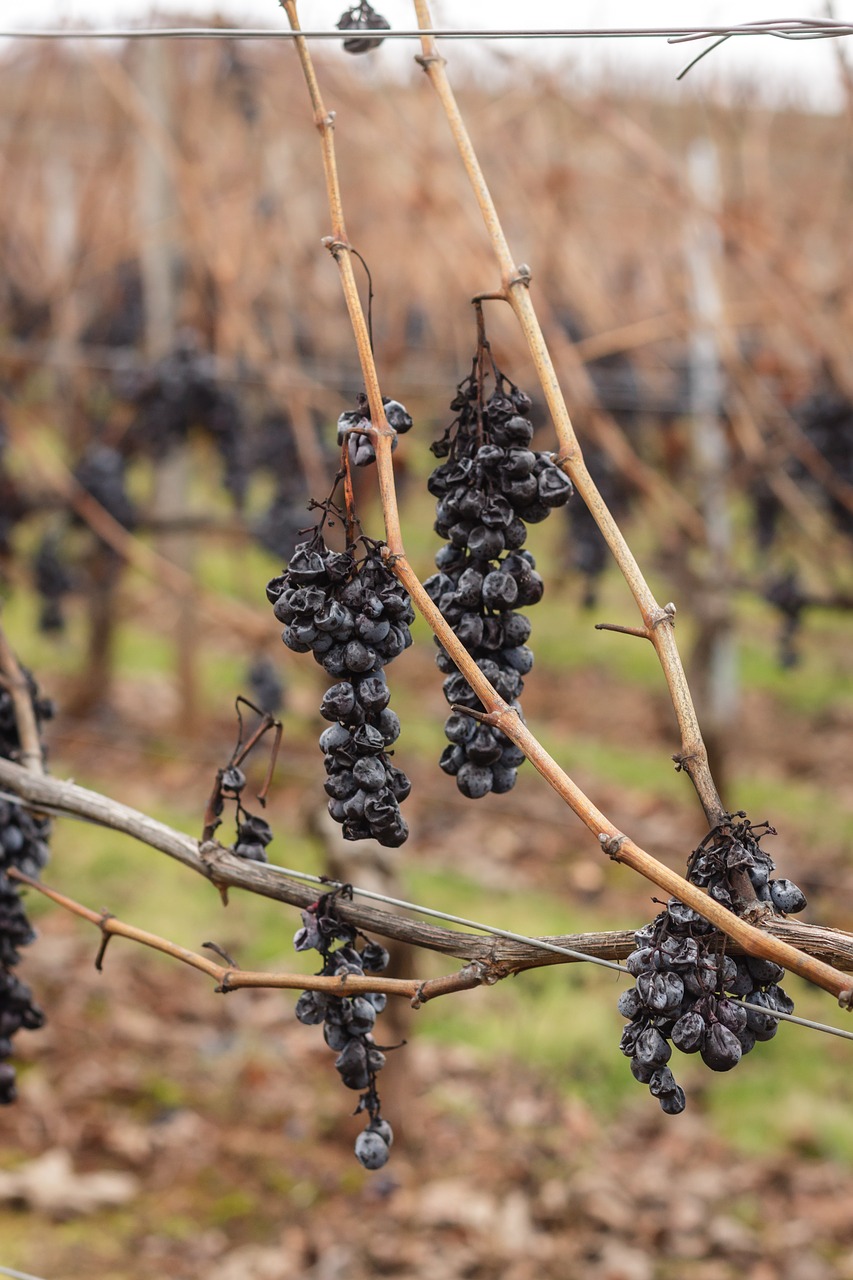 grapes  red wine  vines free photo