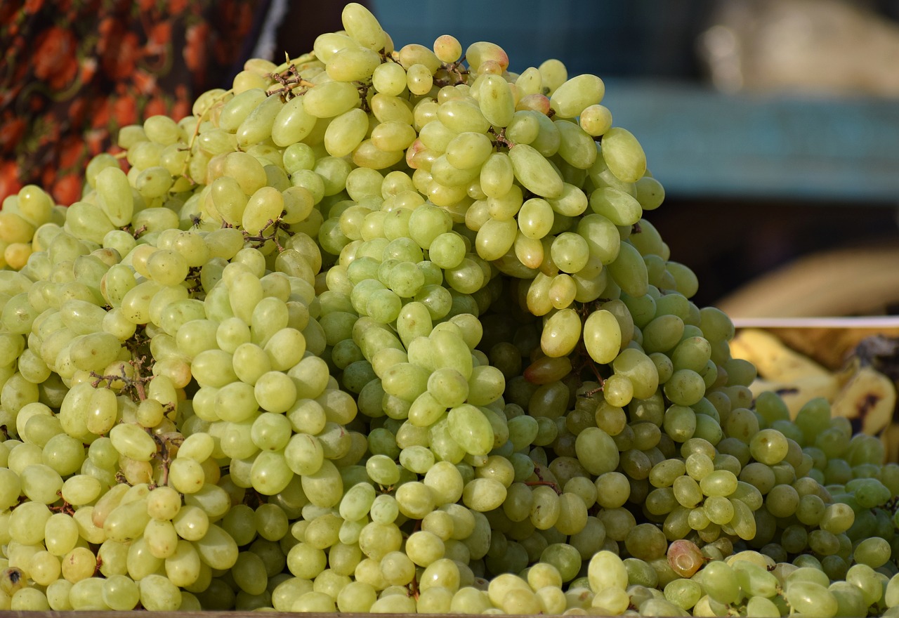 grapes  fruits  winegrowing free photo