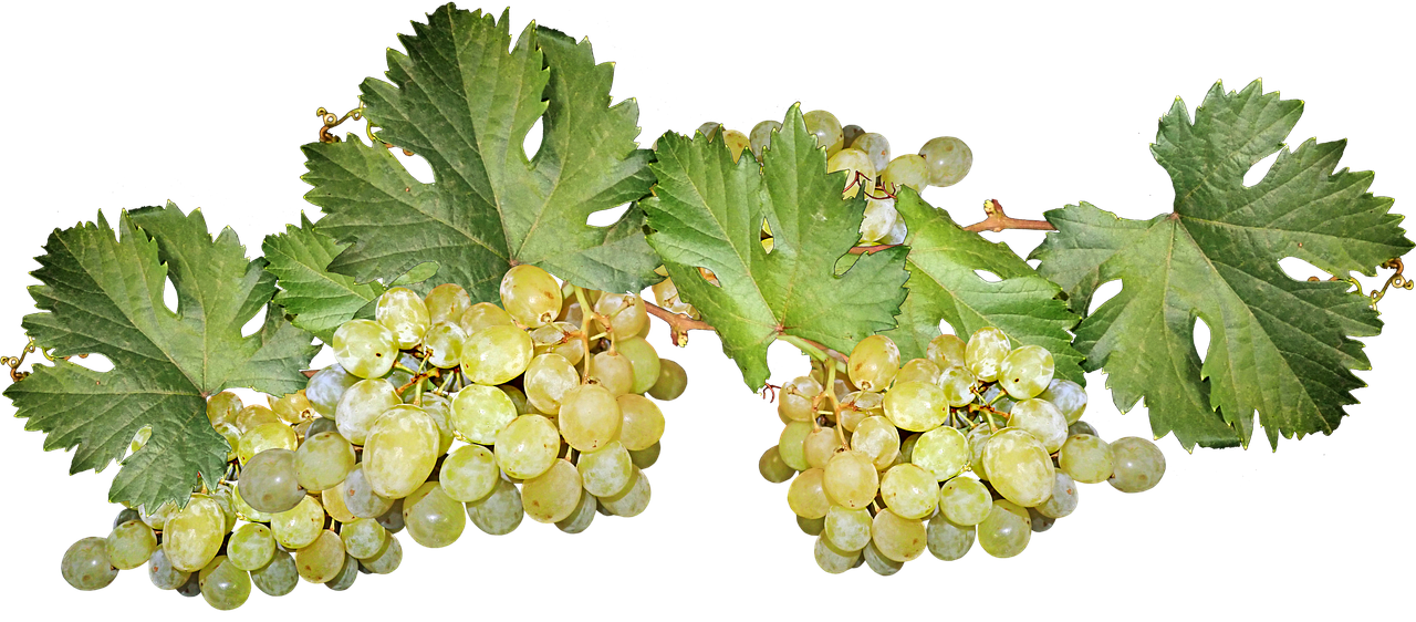 grapes  fruit  harvest free photo