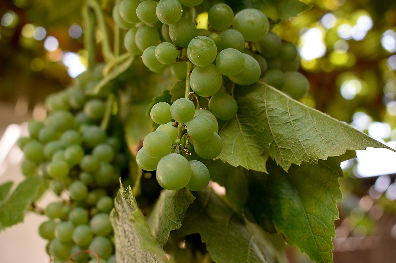 grapes  grape  vine free photo