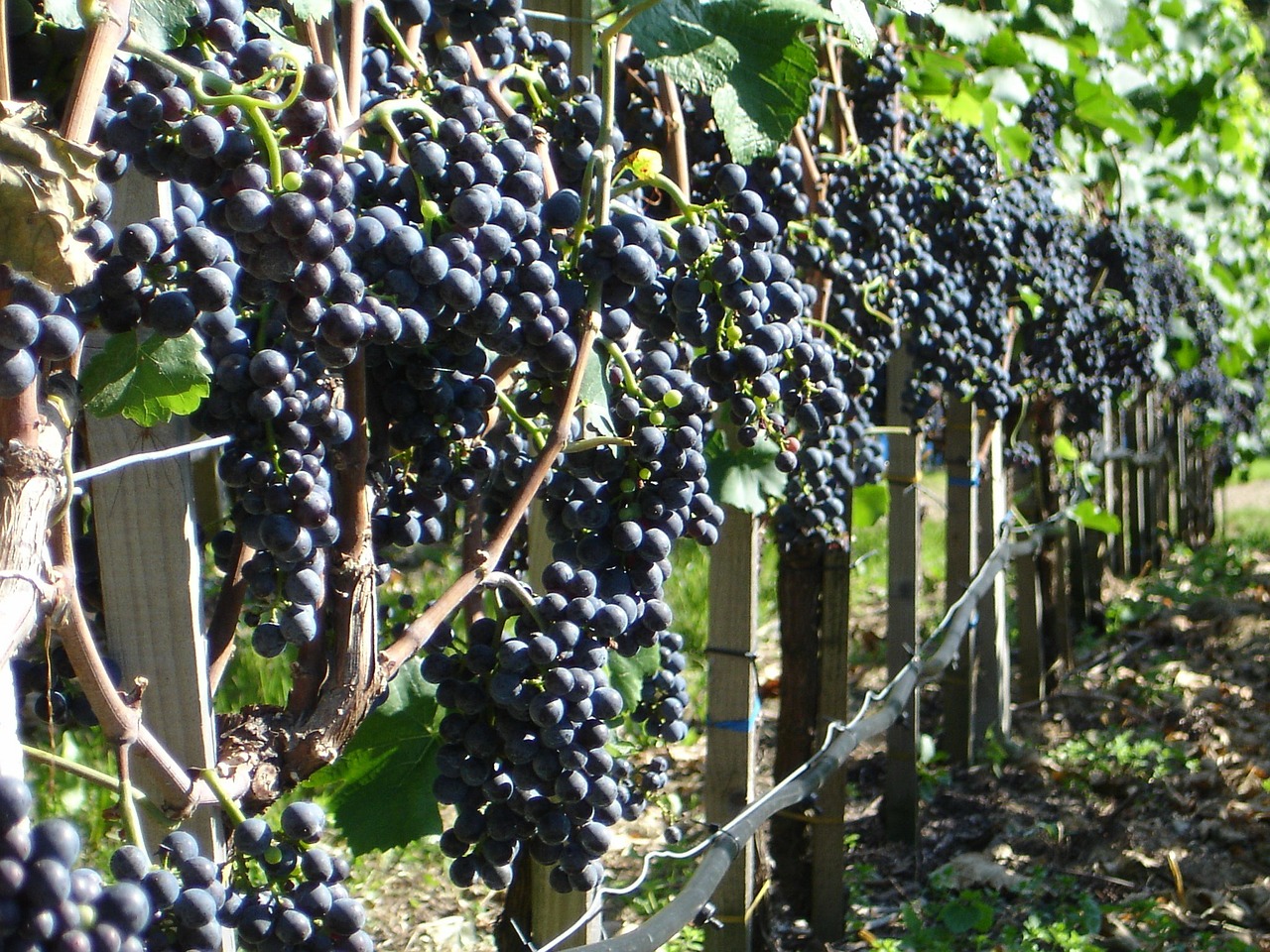 grapes plant wine free photo