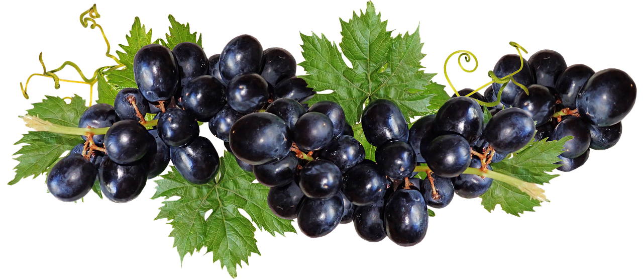 grapes  black  fruit free photo