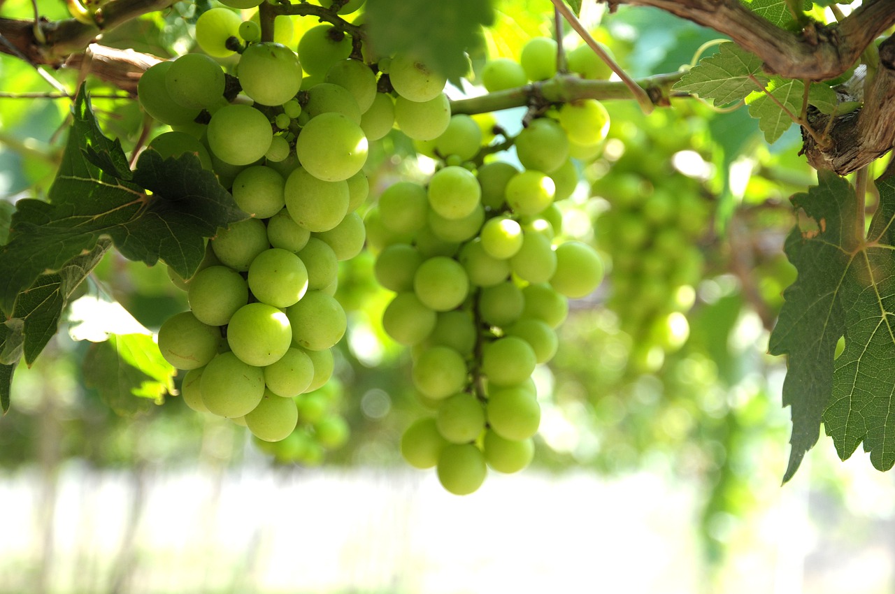 grapes  vineyard  ninh thuan free photo