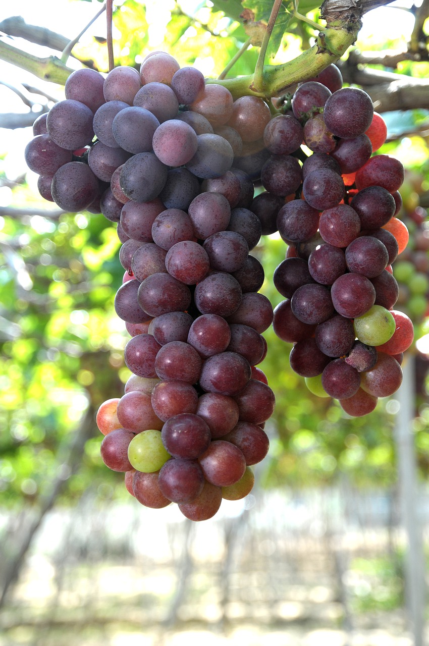 grapes  vineyard  ninh thuan free photo