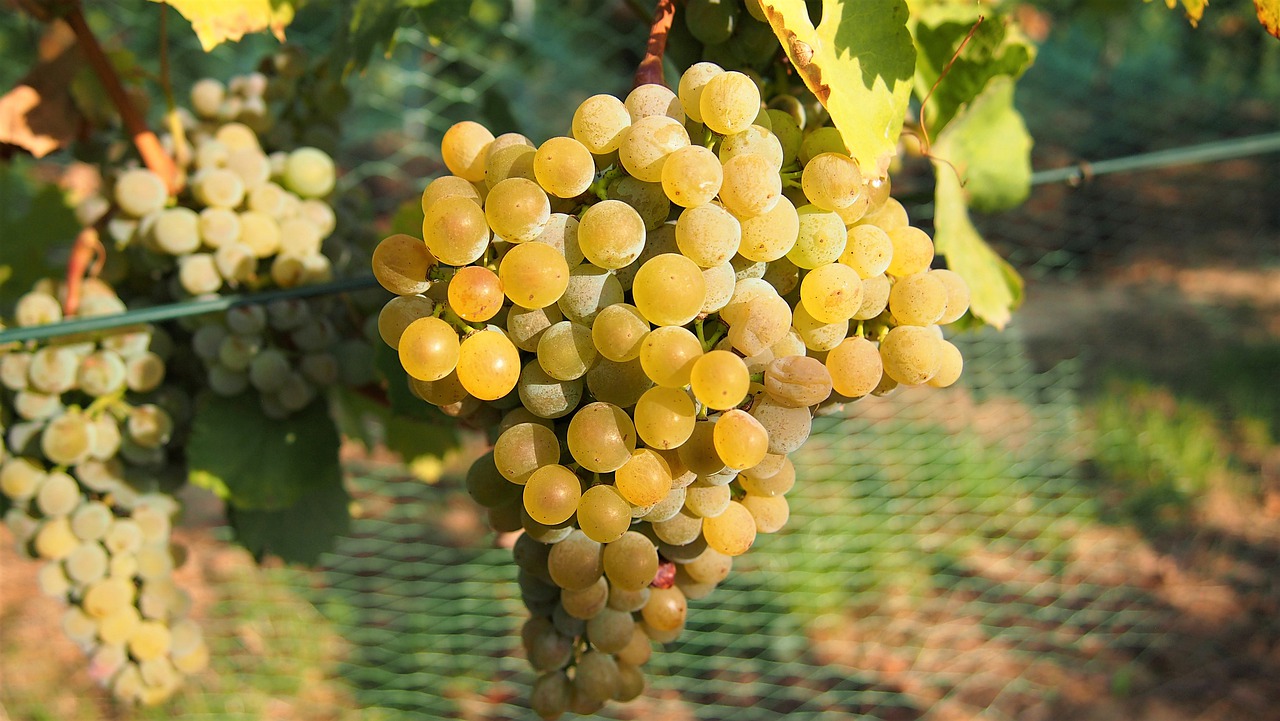 grapes  wine  fruit free photo