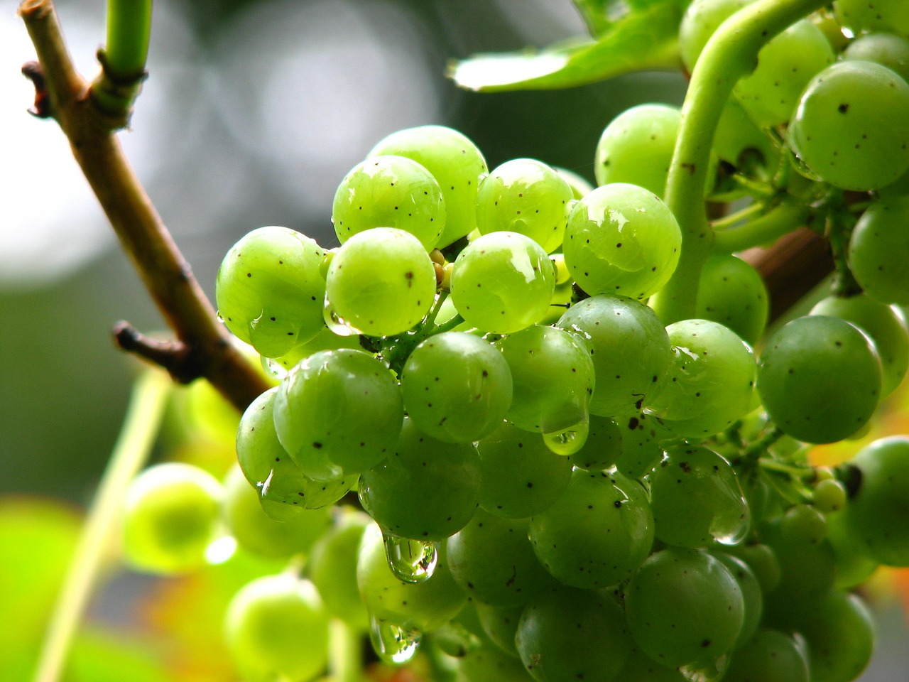 grapes vine wine free photo