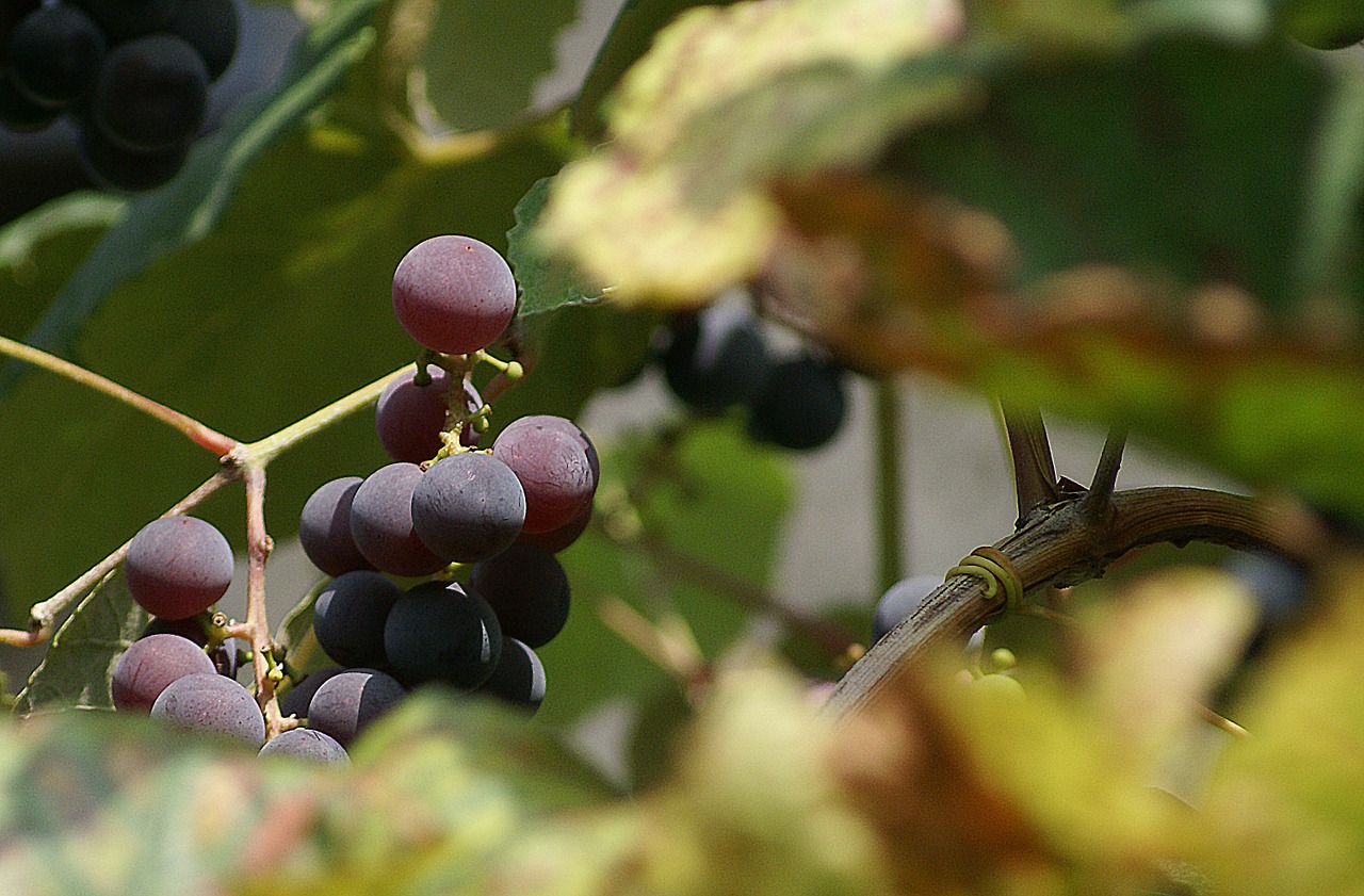 grapes group fruit free photo