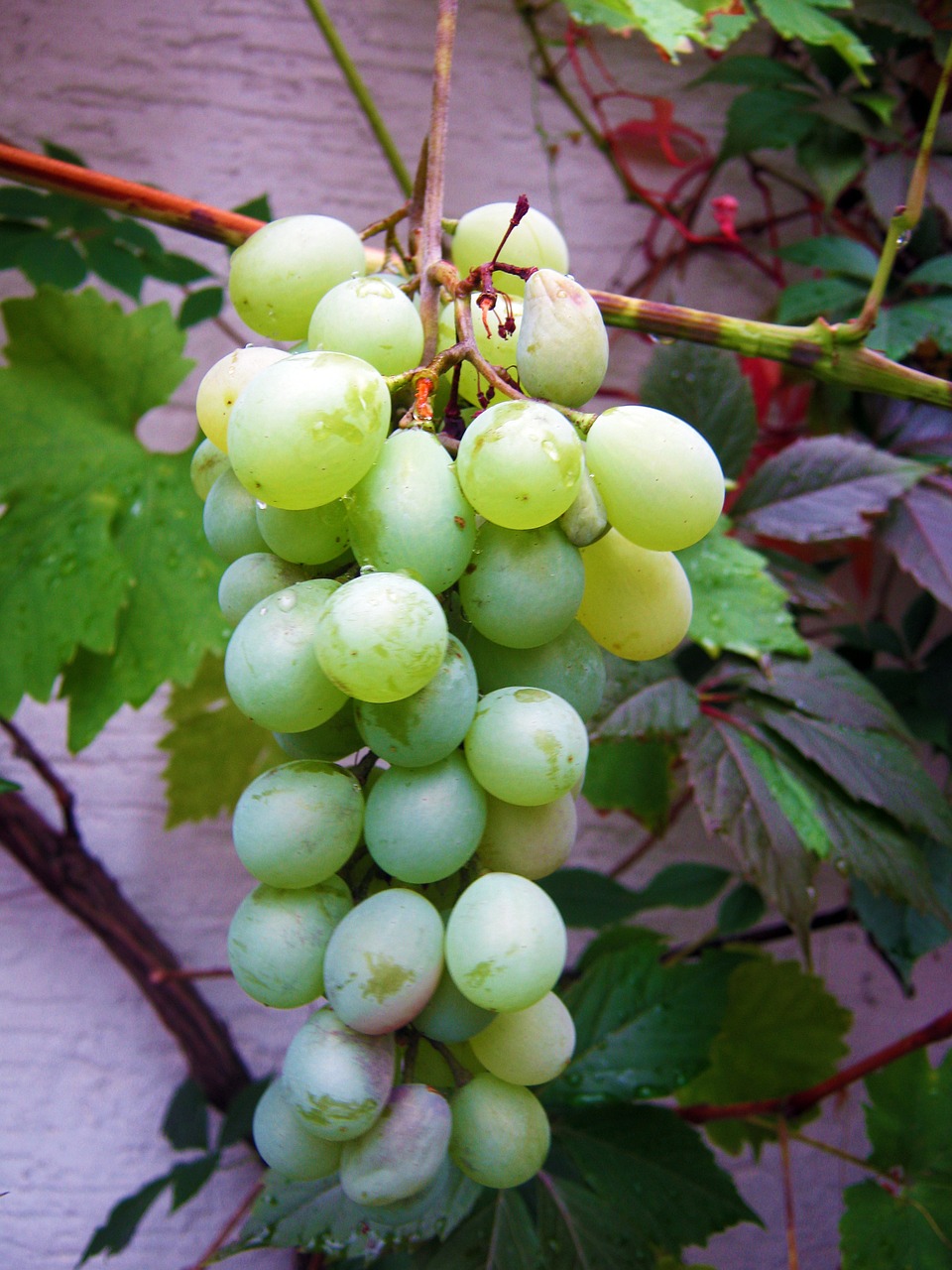 grapes wine vine free photo