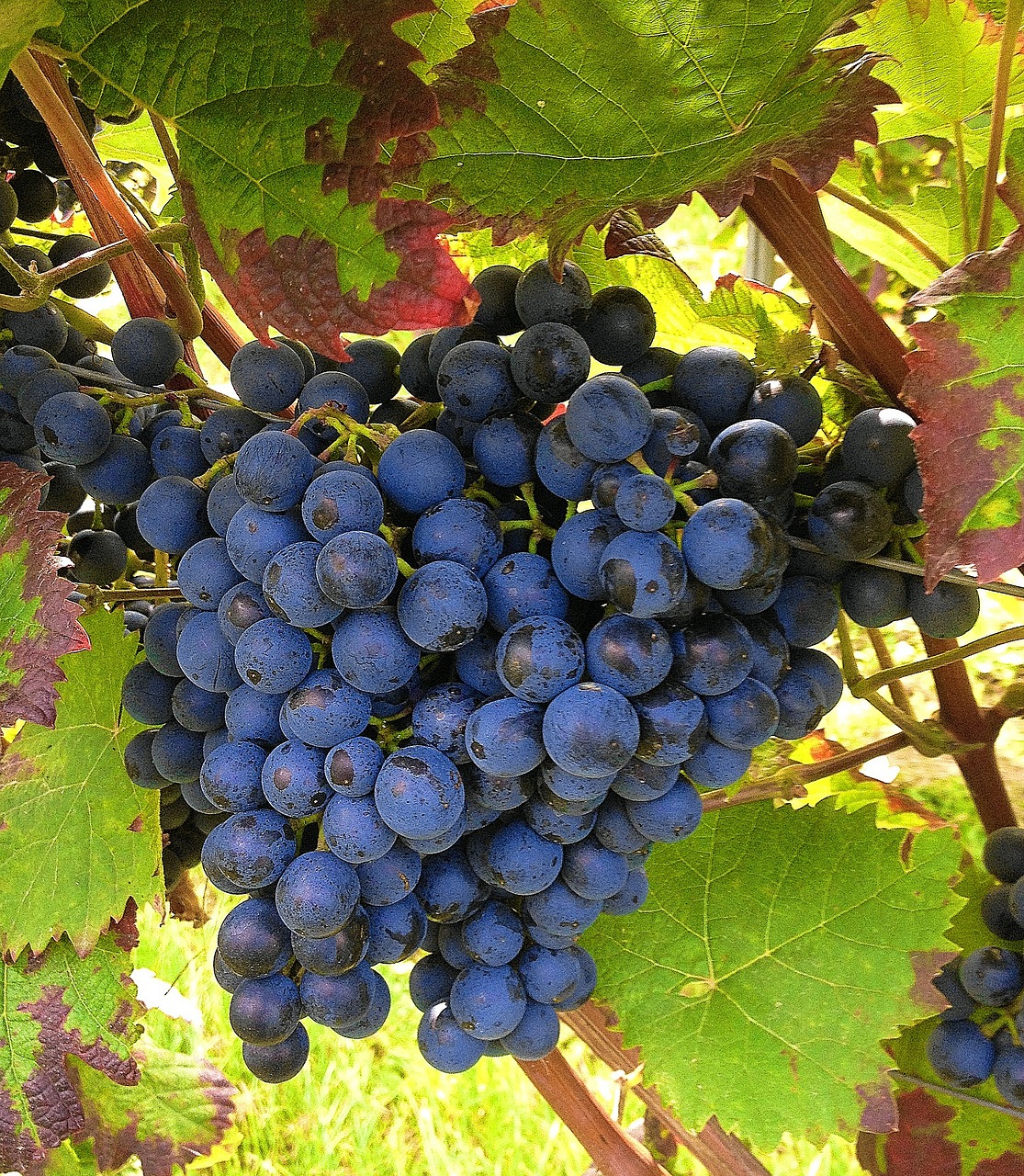 grapes blue winegrowing free photo