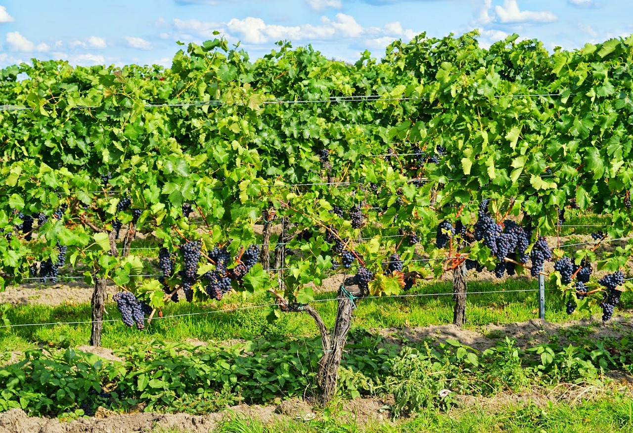 grapes palatinate wine free photo