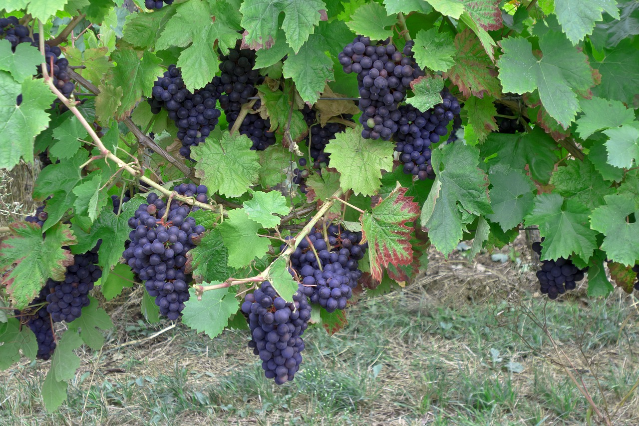 grapes wine vintage free photo