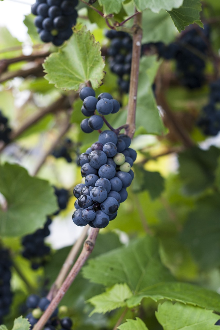 grapes plants berry free photo