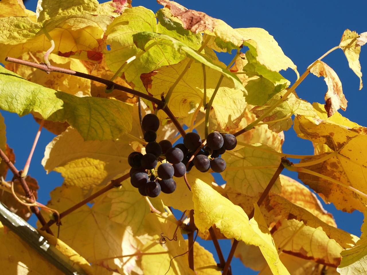 grapes leaves autumn mood free photo