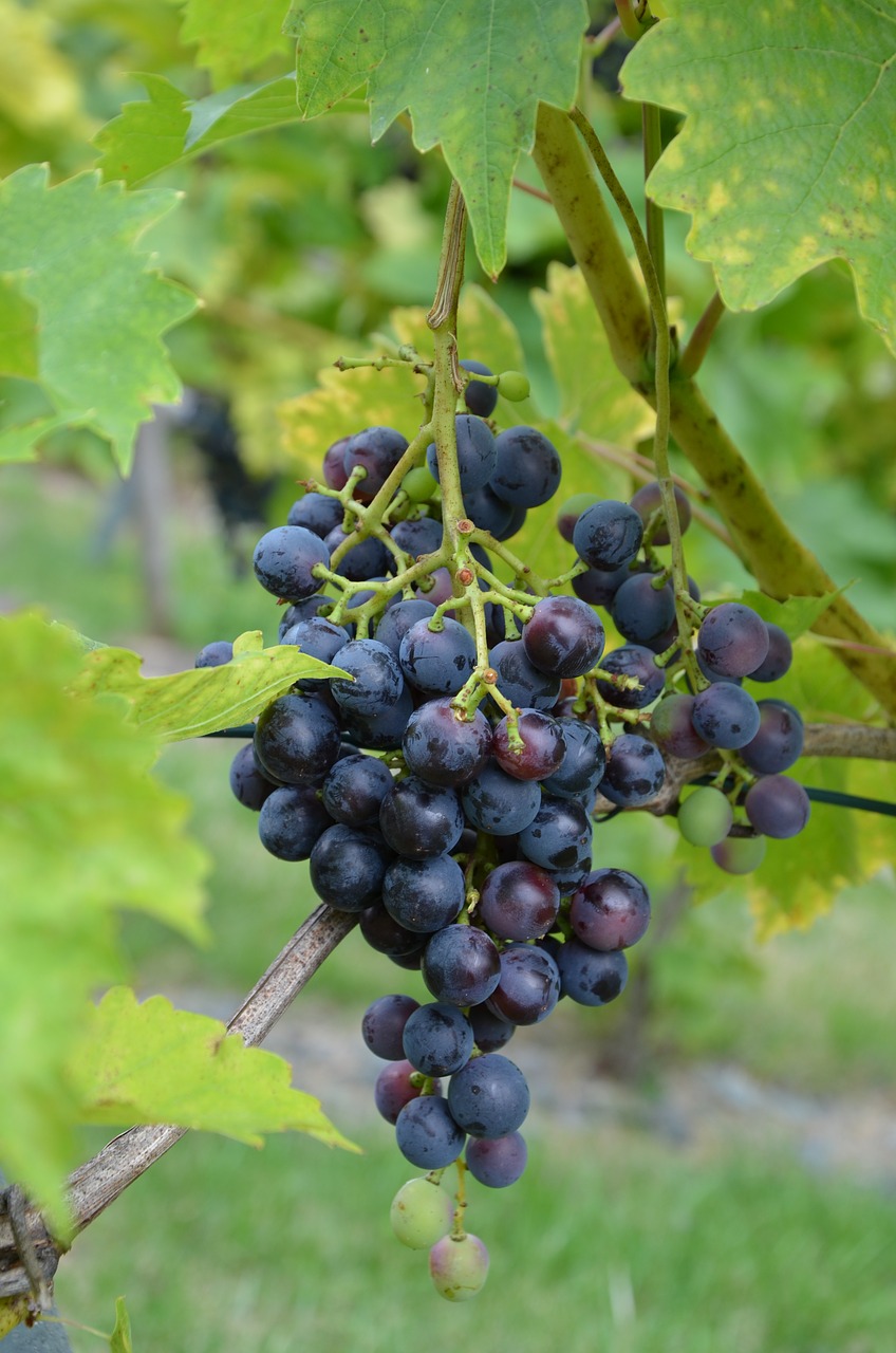 grapes grapevine wine free photo