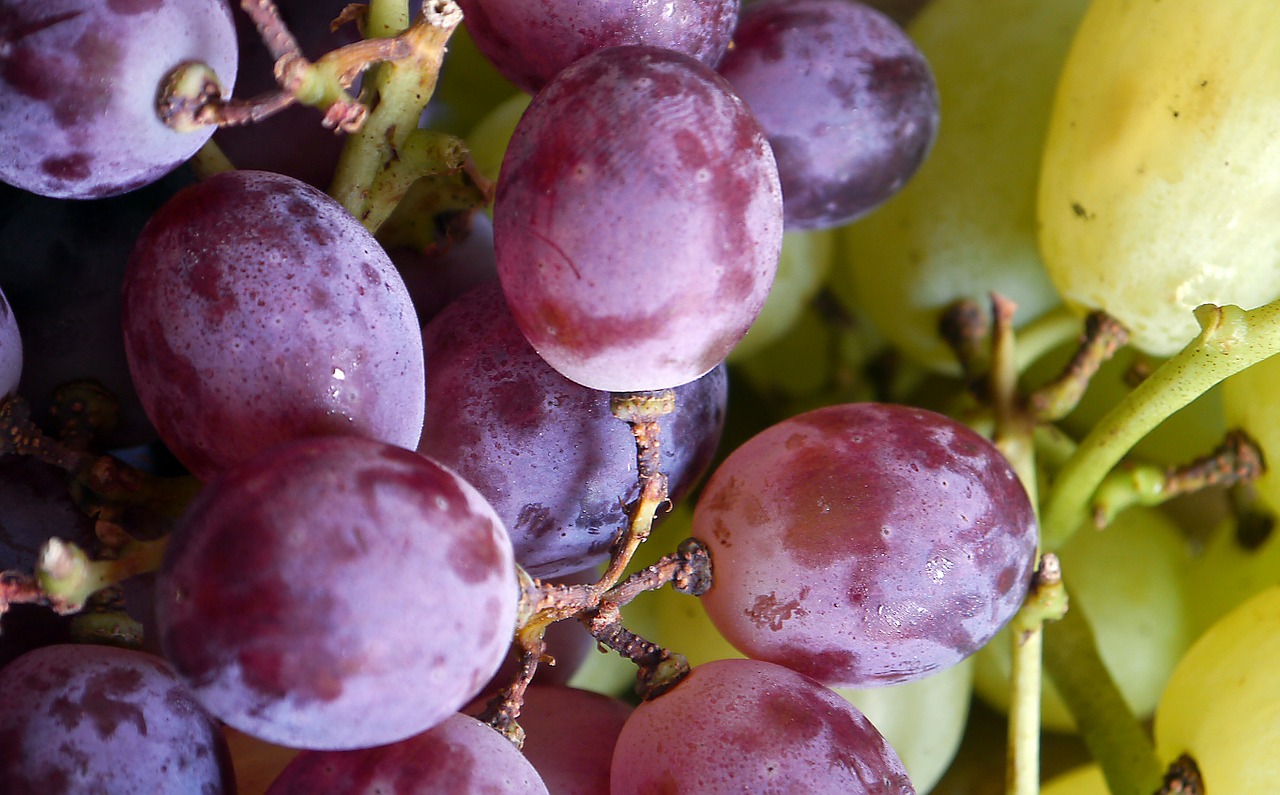 grapes bunch food free photo