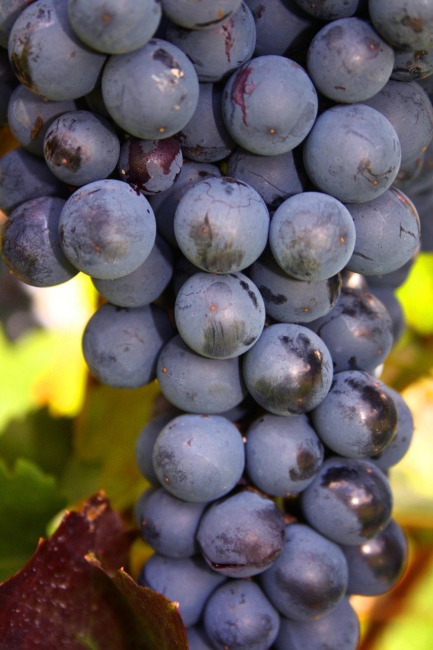 grapes bunch fruit free photo