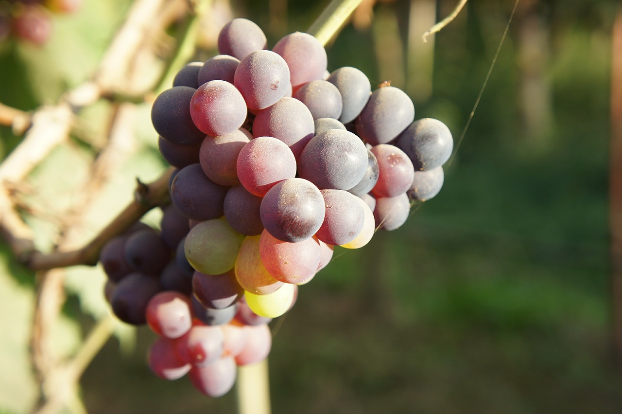 grapes plants fruit free photo