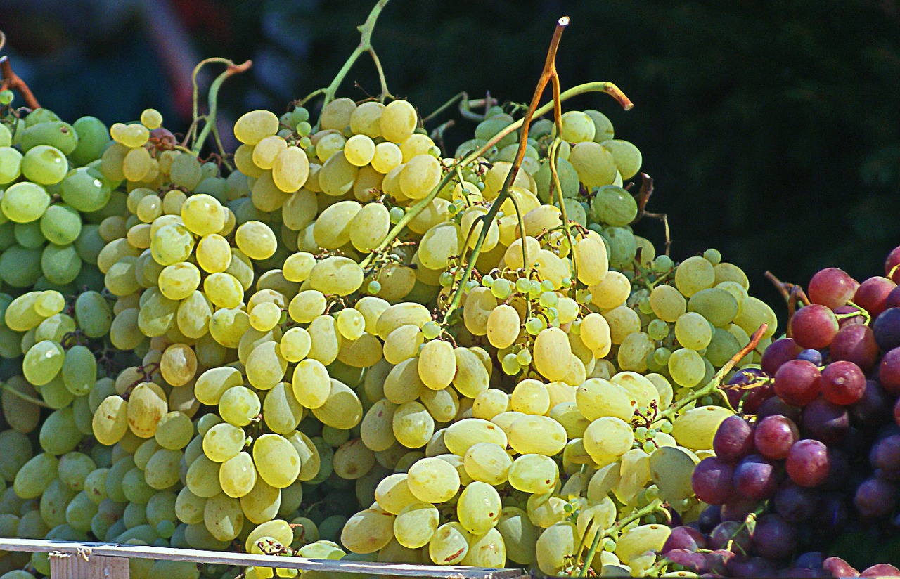 grapes group bunches of grapes free photo
