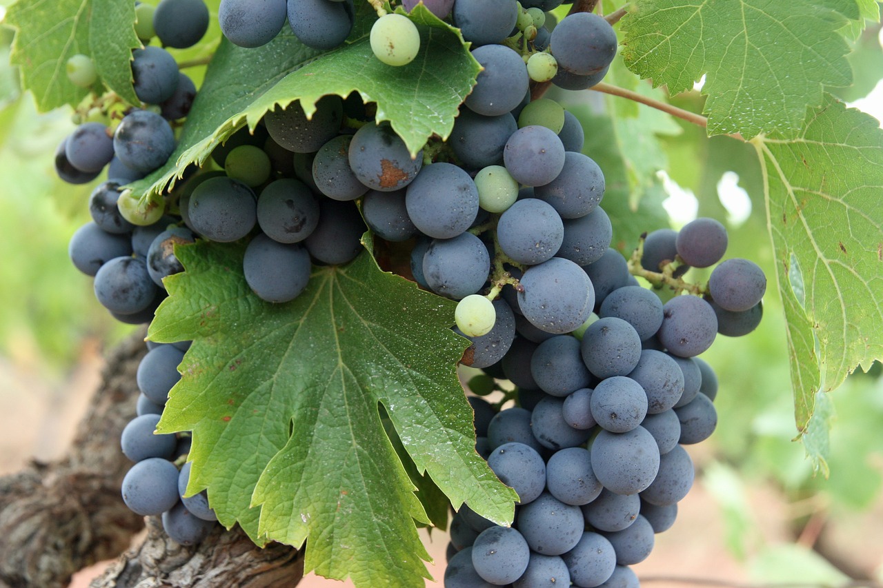 grapes black fruit free photo