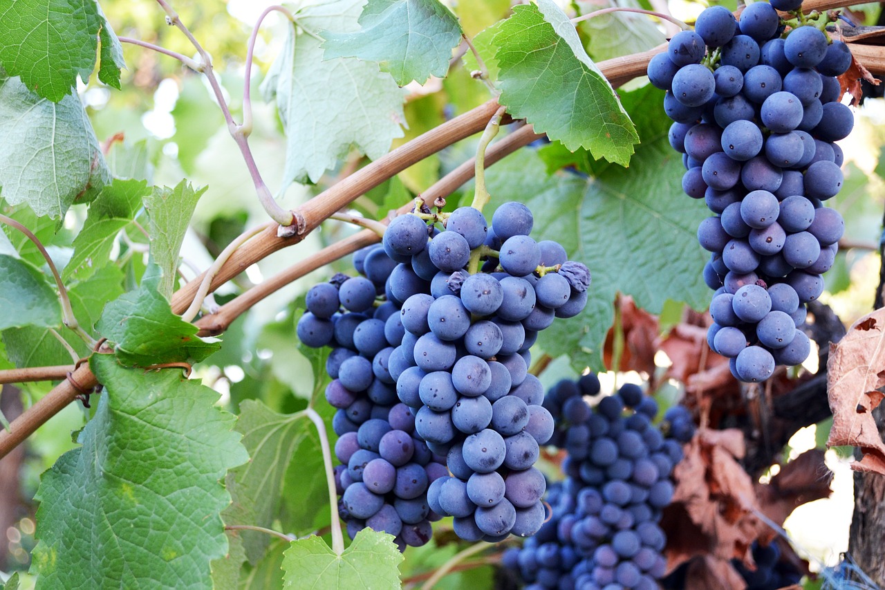 grapes blue fruit free photo