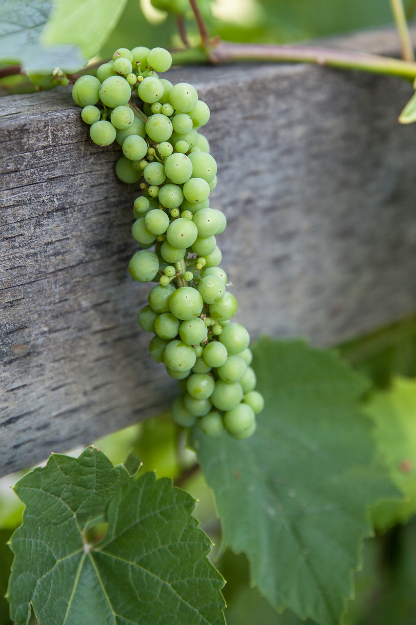 grapes vine wine free photo