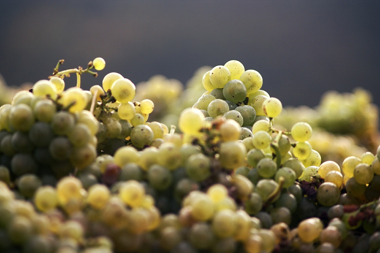 grapes wine harvest free photo