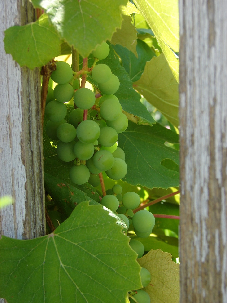 grapes ripe green free photo