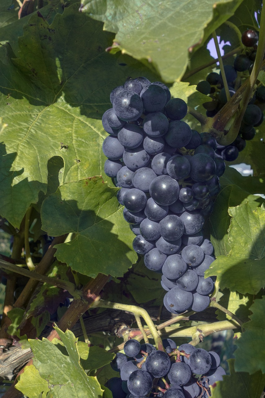 grapes grapevine wine free photo