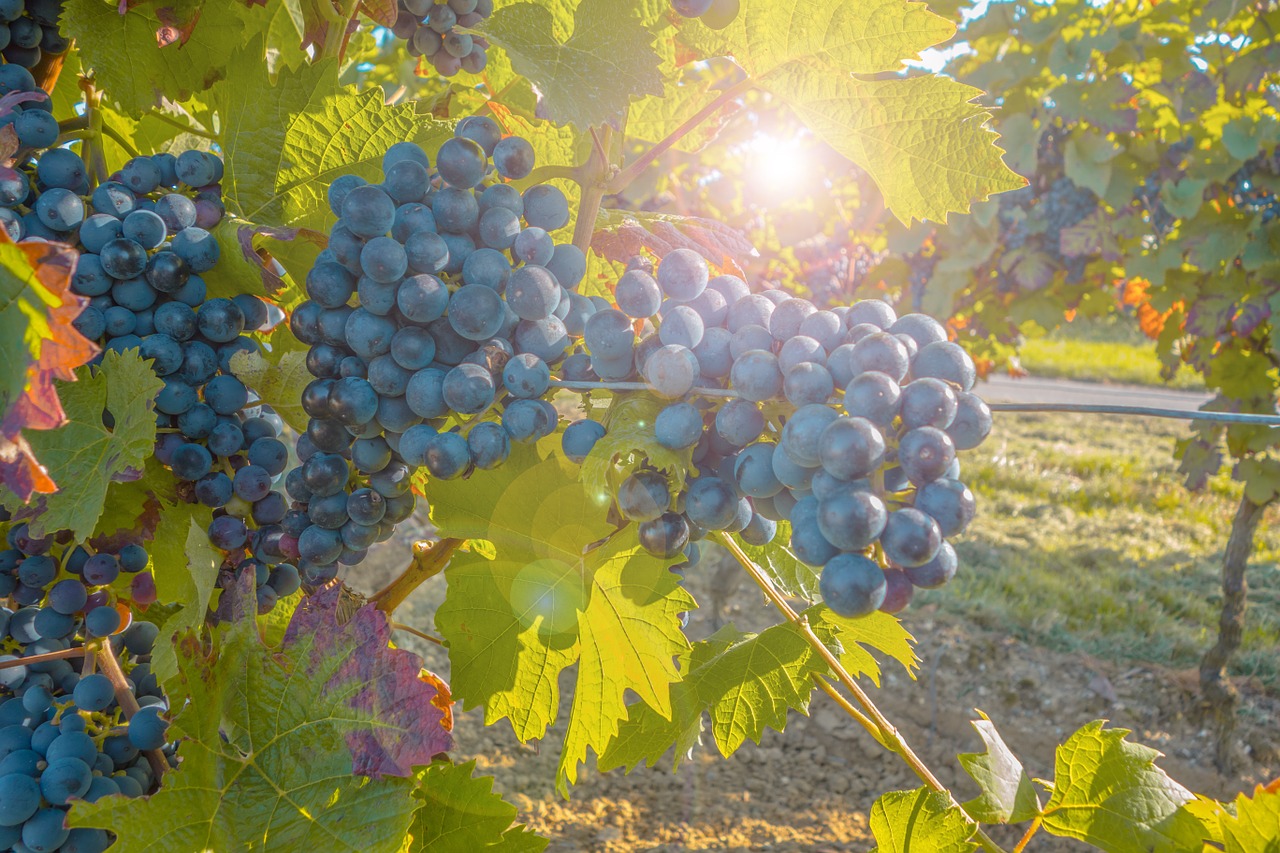 grapes grapevine fruit free photo
