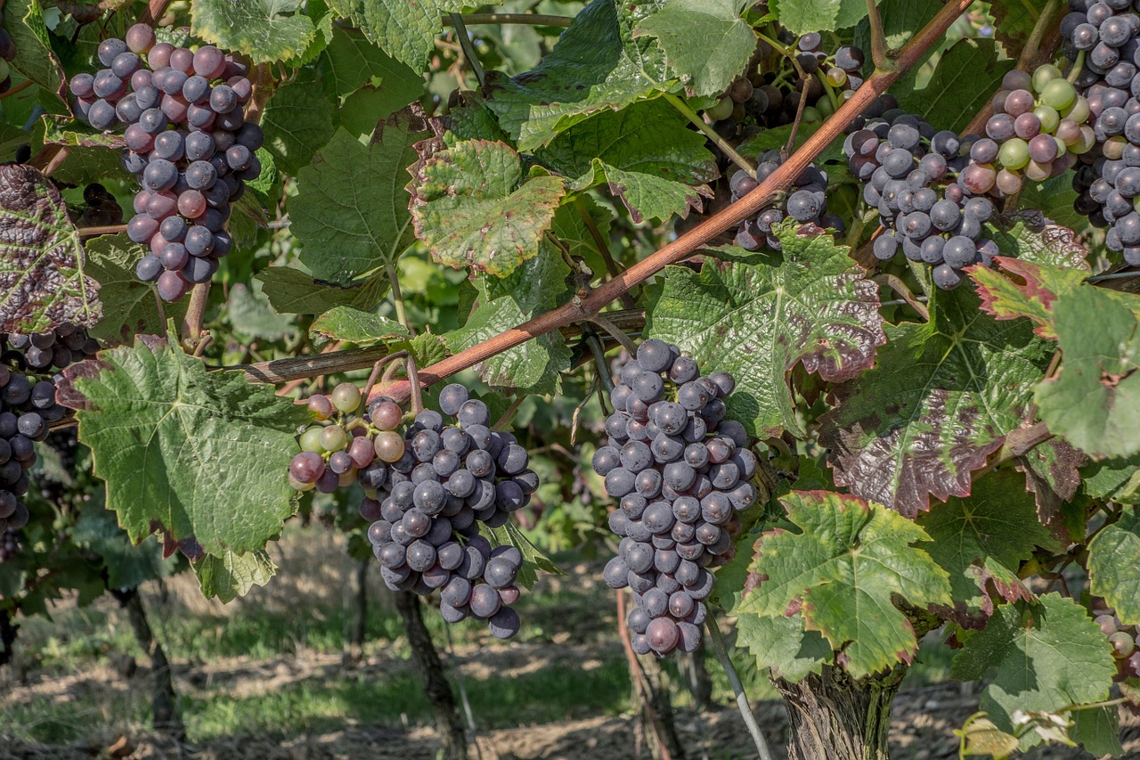 grapes vintage vineyard free photo