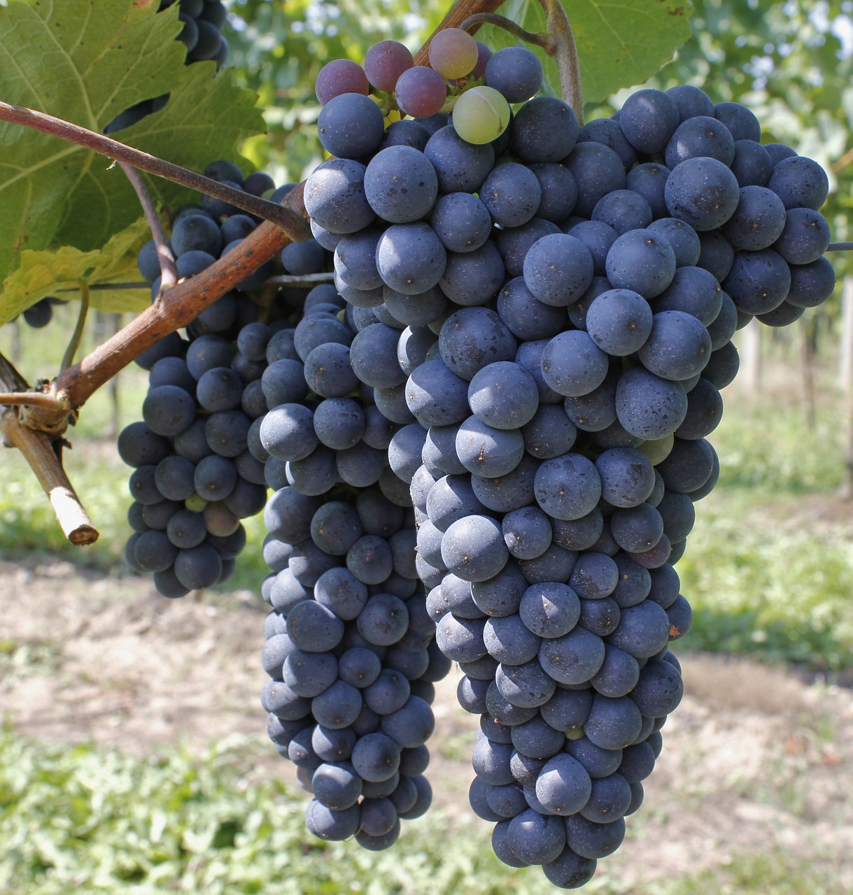 grapes vitamins harvest free photo