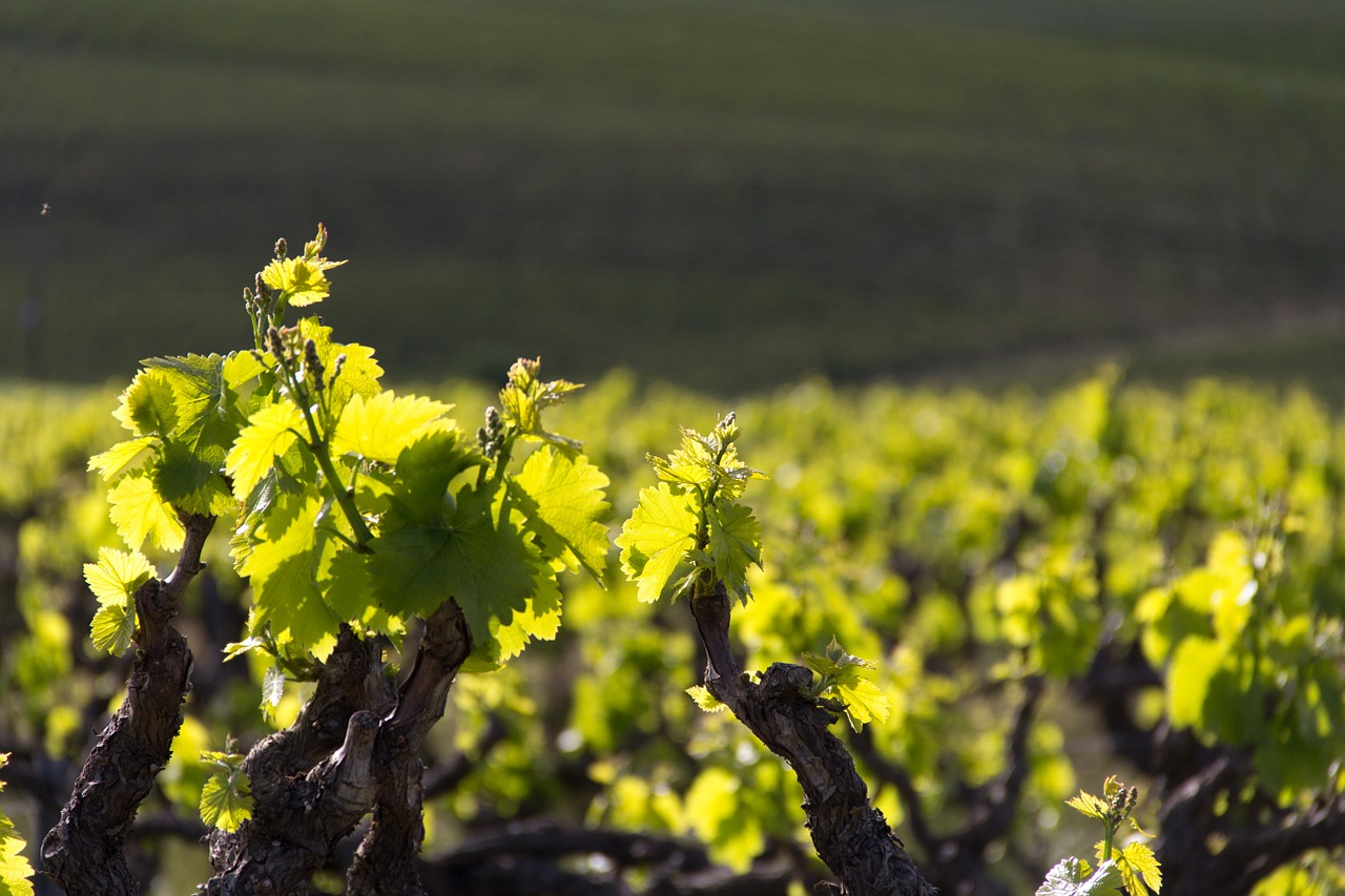 grapes wine leaves free photo