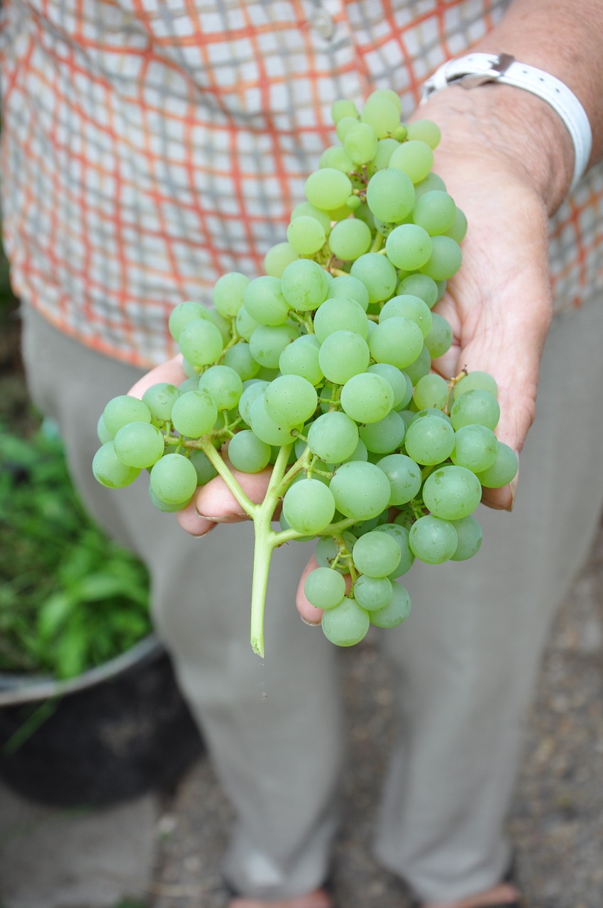 grapes greenhouse fruit free photo