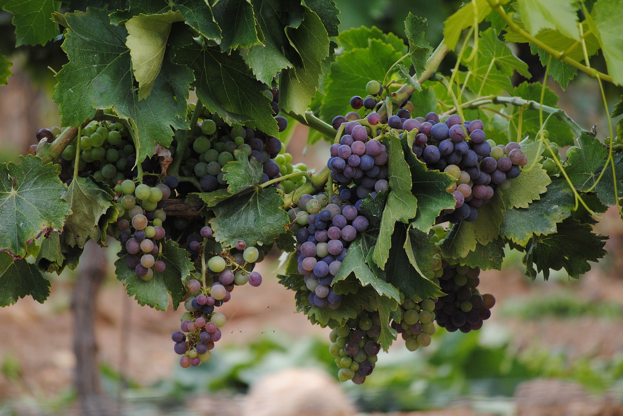 grapes vines france free photo