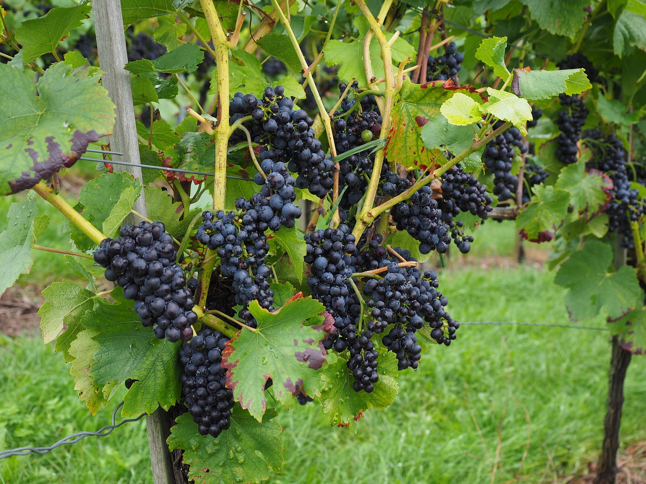 grapes berries wine berries free photo