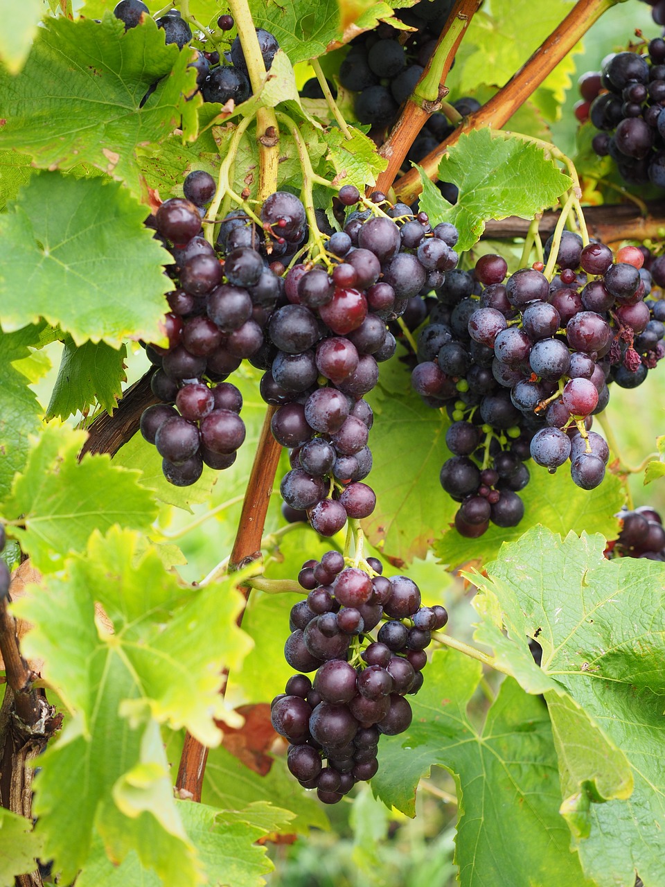 grapes berries wine berries free photo