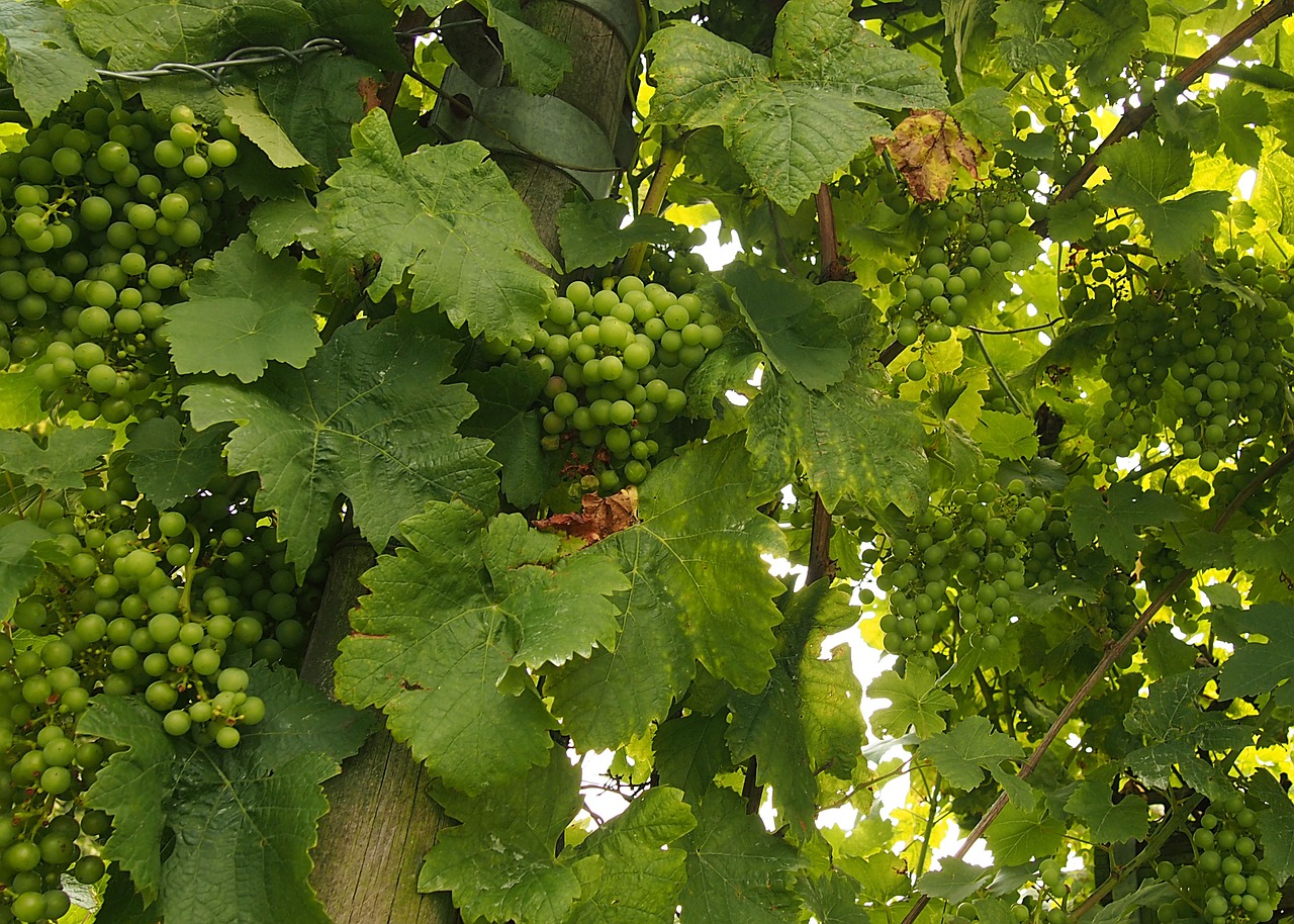 grapes vines lush free photo
