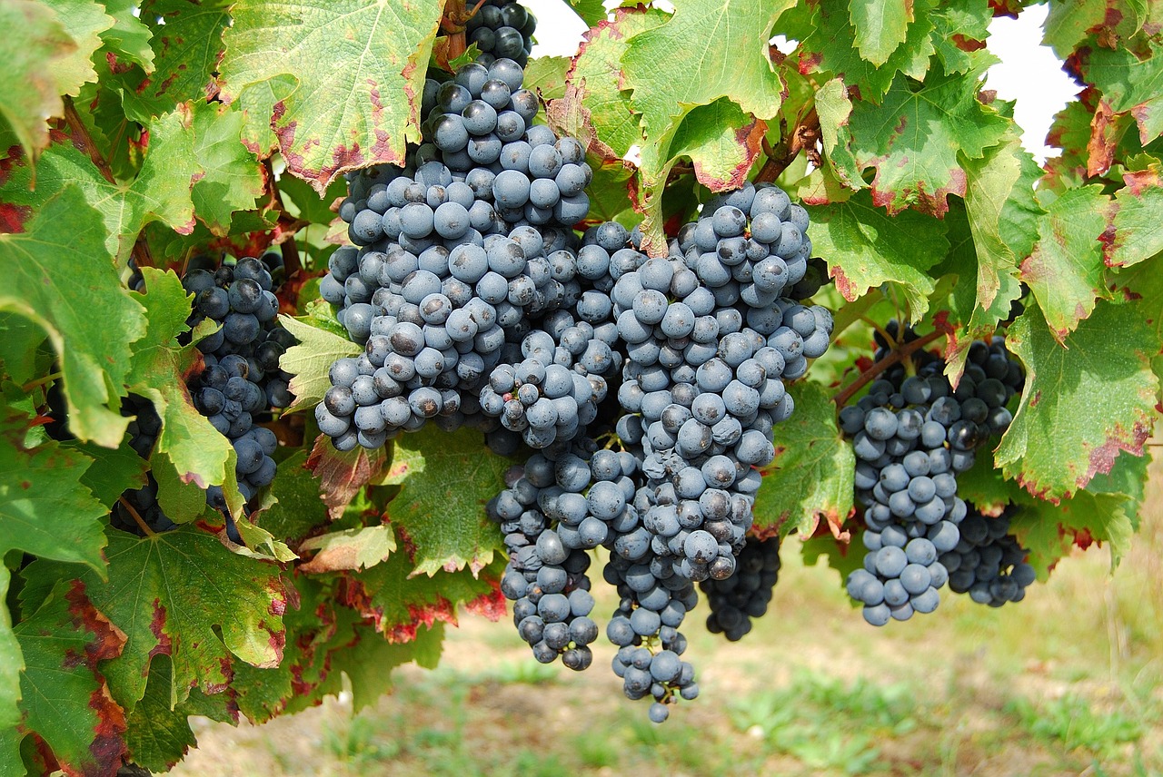 grapes france fruit free photo