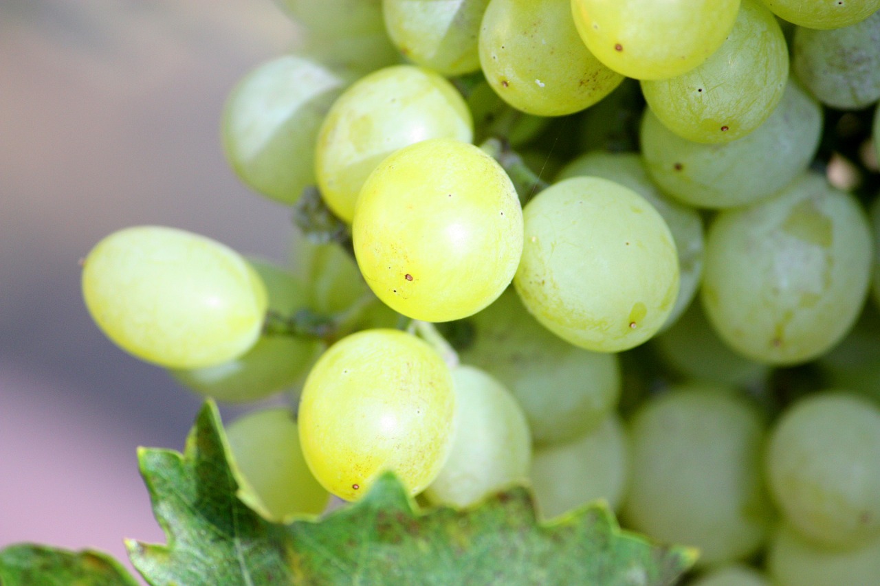 grapes bunch white free photo