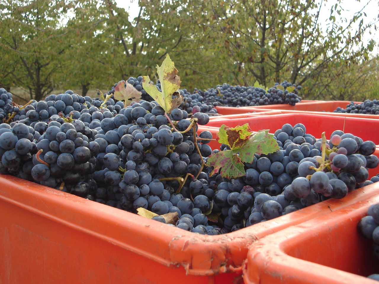 grapes vintage autumn free photo