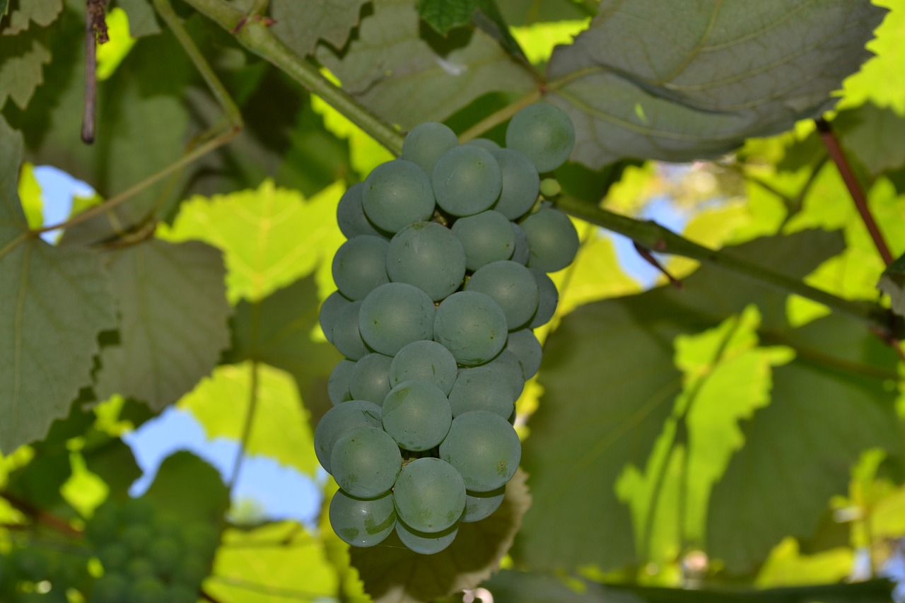 grapes parra vine free photo