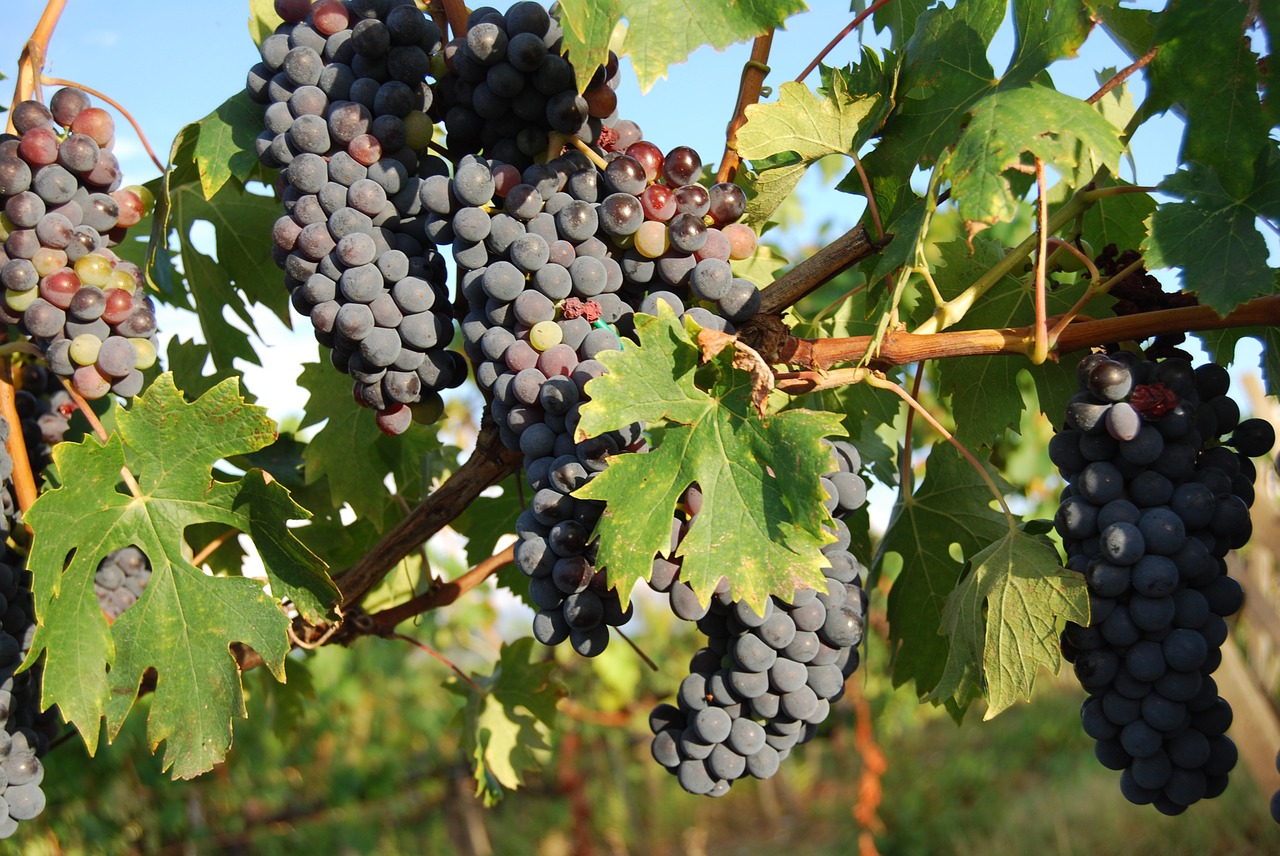 grapes tuscany red wine free photo