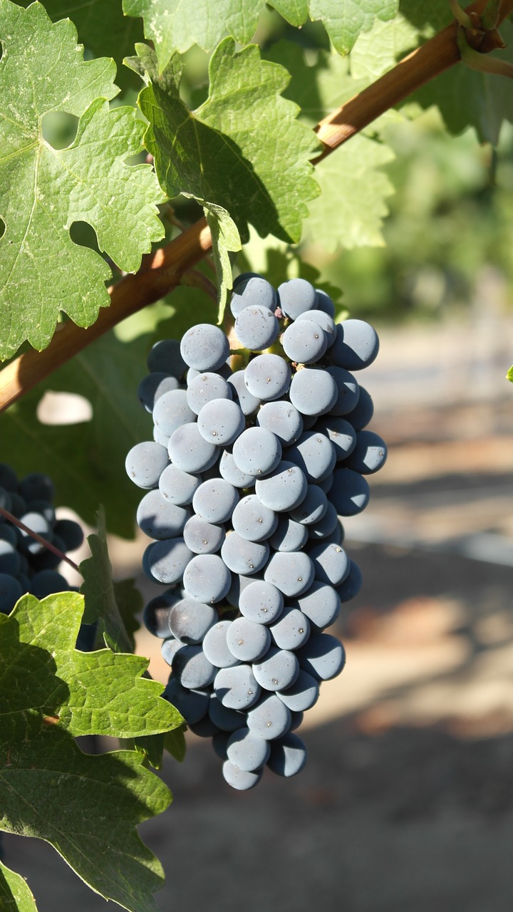 grapes harvest sunshine free photo