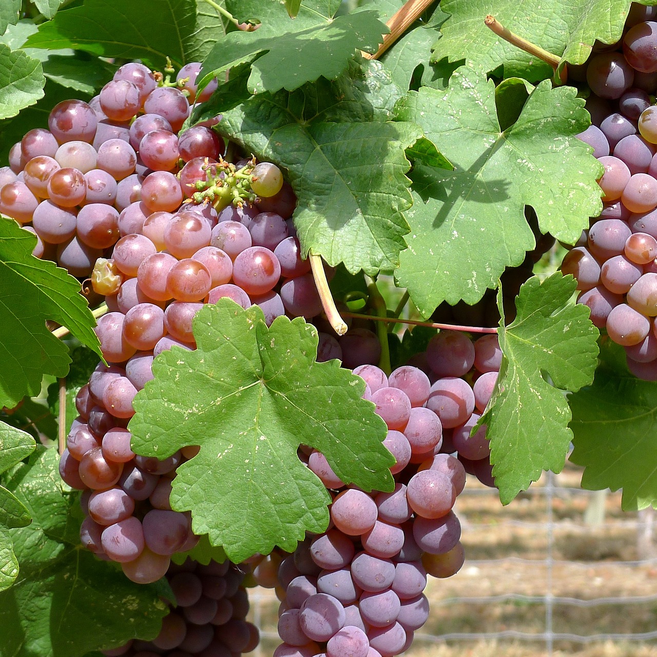 grapes vineyard okanagan free photo
