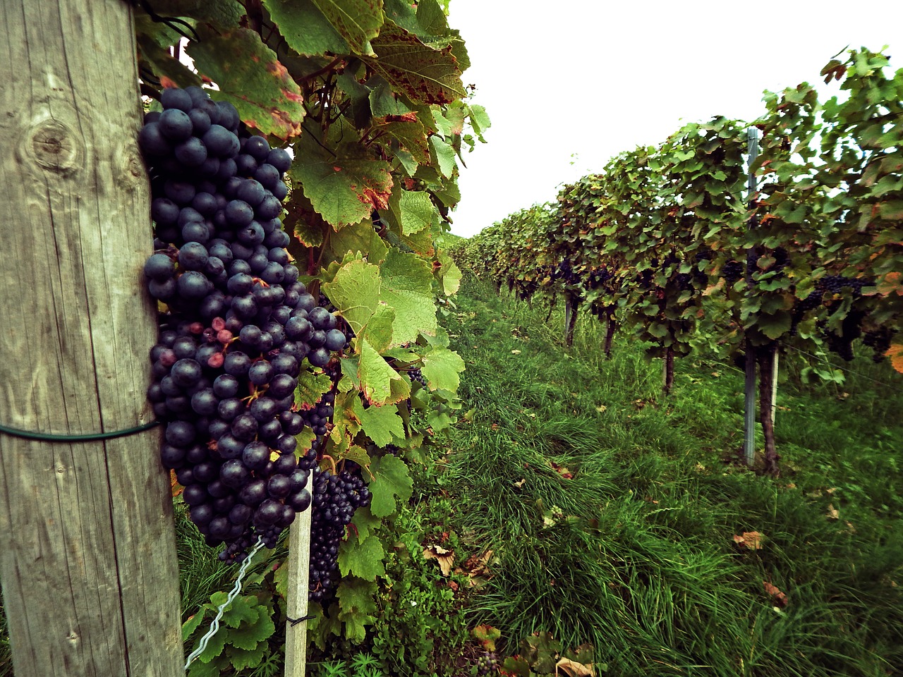 grapes vine germany free photo